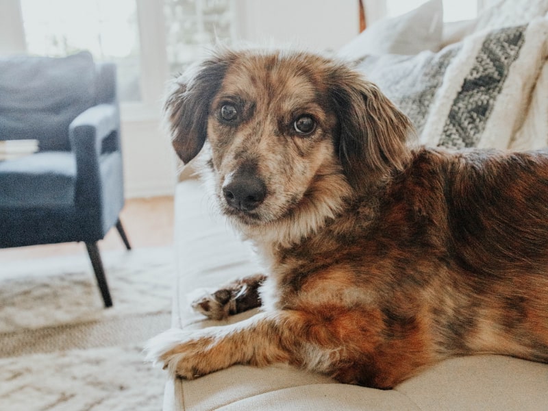 Can dogs have advil?